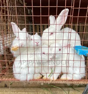 California Rabbits