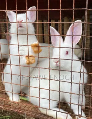 California Rabbits