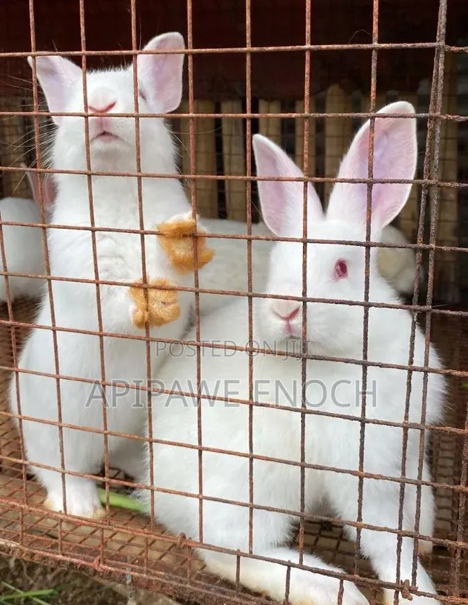 California Rabbits