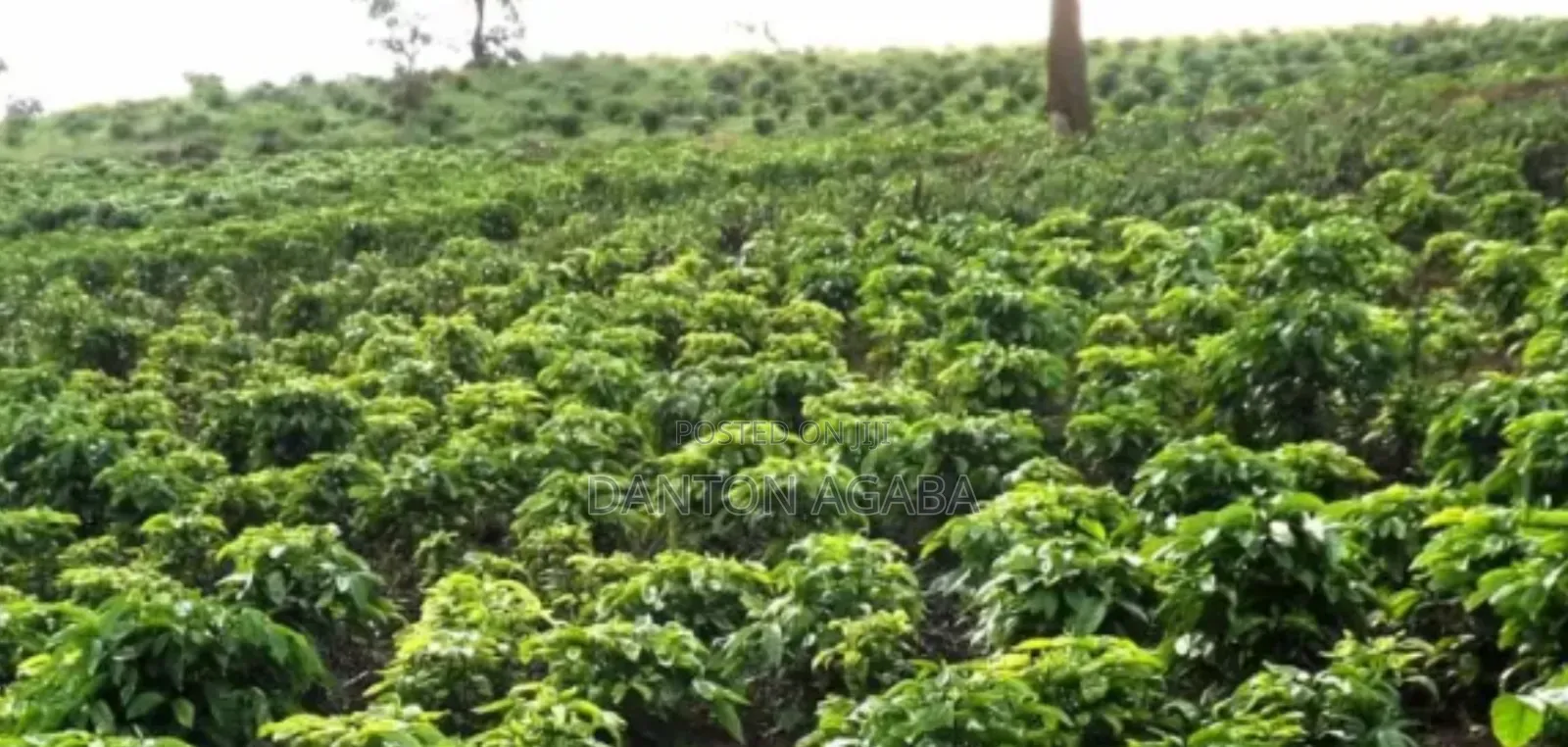 Four Hectares of Land and 4bdrm House in Kamwenge for Sale