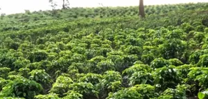 Four Hectares of Land and 4bdrm House in Kamwenge for Sale