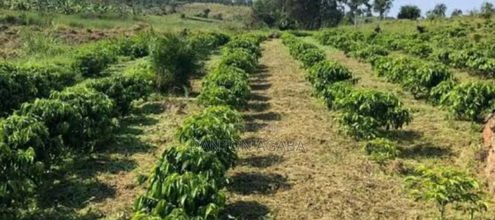 Four Hectares of Land and 4bdrm House in Kamwenge for Sale