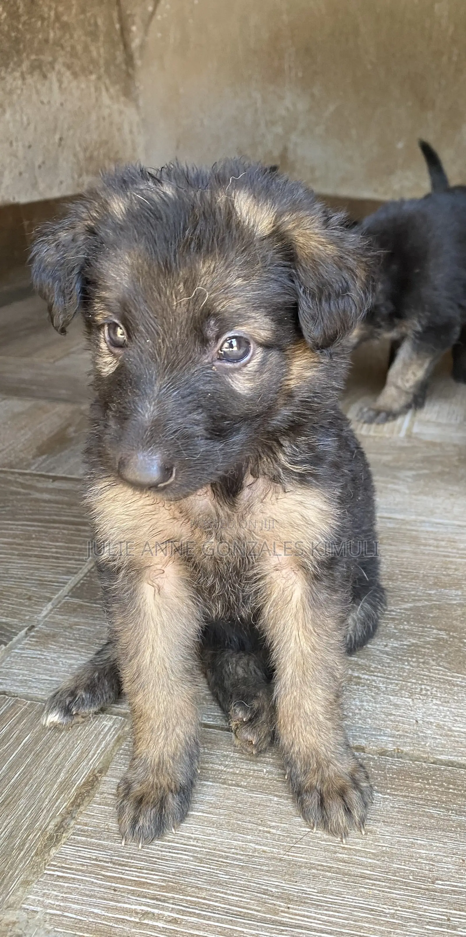 1-3 months Male Purebred German Shepherd