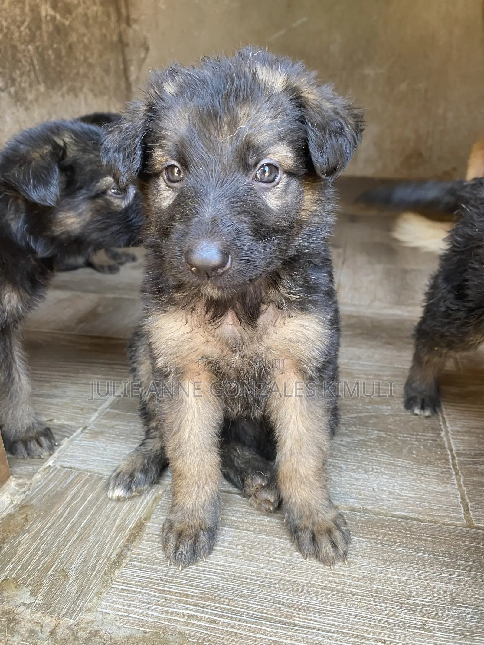 1-3 months Male Purebred German Shepherd