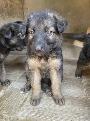 1-3 months Male Purebred German Shepherd
