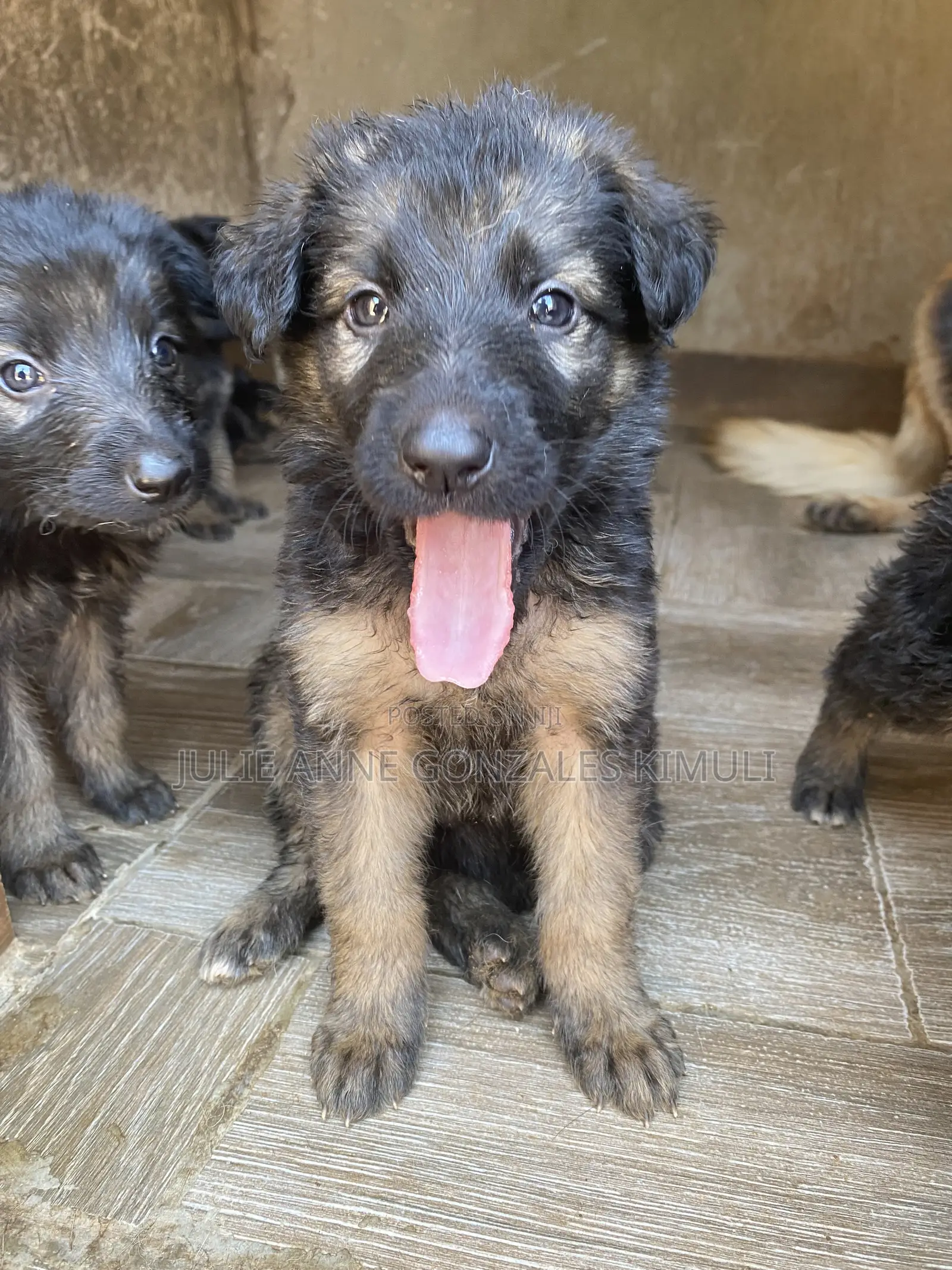 1-3 months Male Purebred German Shepherd