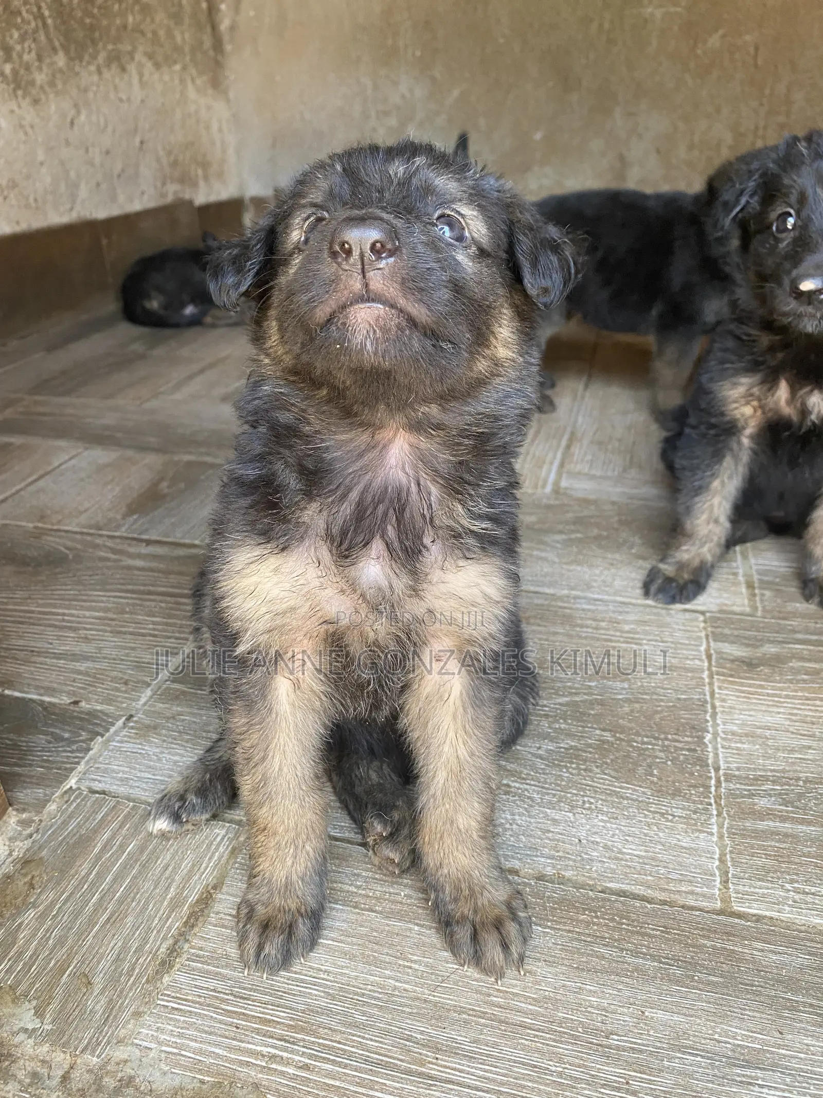 1-3 months Male Purebred German Shepherd