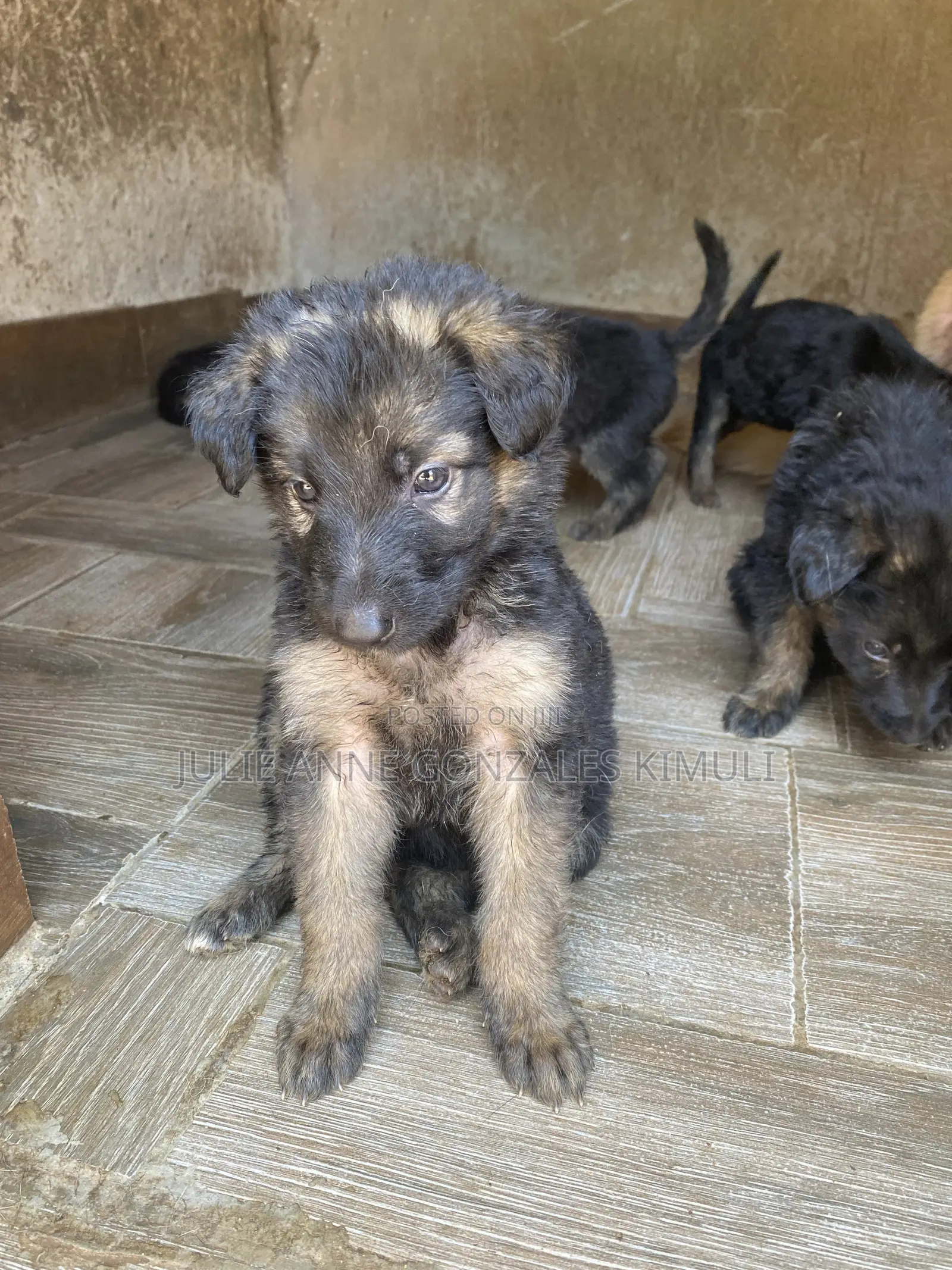 1-3 months Male Purebred German Shepherd