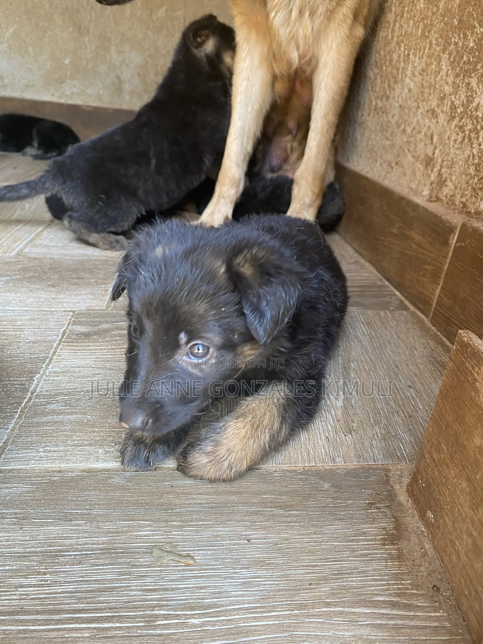 1-3 months Male Purebred German Shepherd