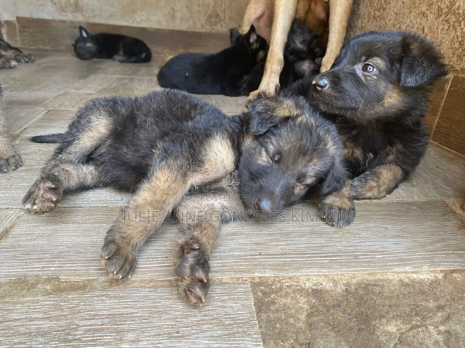 1-3 months Male Purebred German Shepherd
