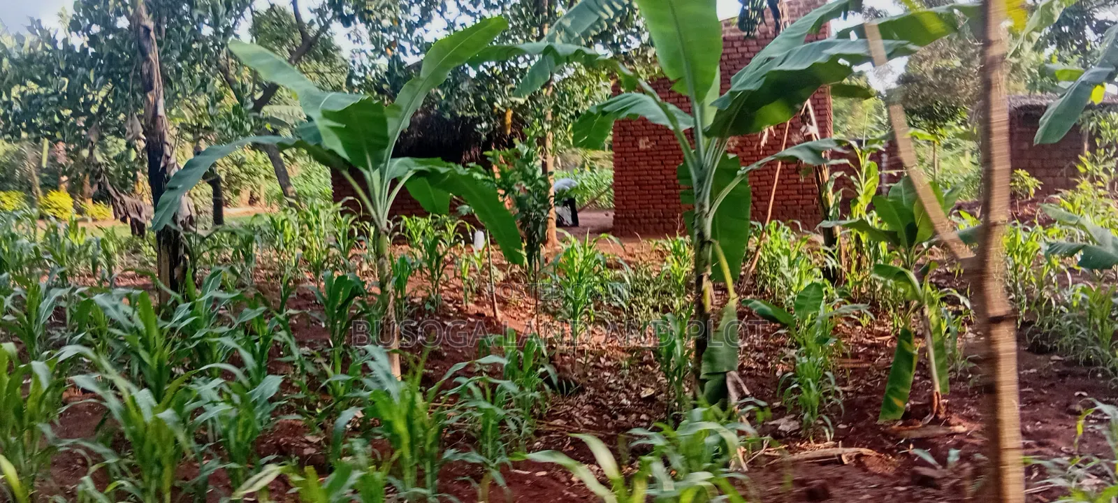 50×300 Ft Near Nawanyingi Country Headquarters, Iganga – 12m