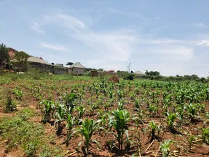 13 Decimals for Sell Gayaza Kabubuu at 28