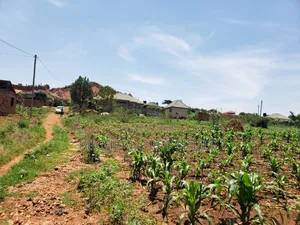 13 Decimals for Sell Gayaza Kabubuu at 28