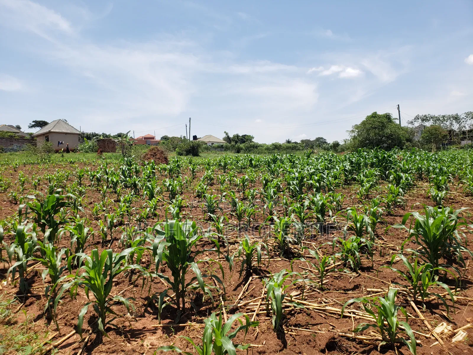 13 Decimals for Sell Gayaza Kabubuu at 28