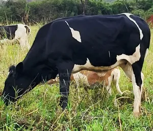 Sam's Agro Business