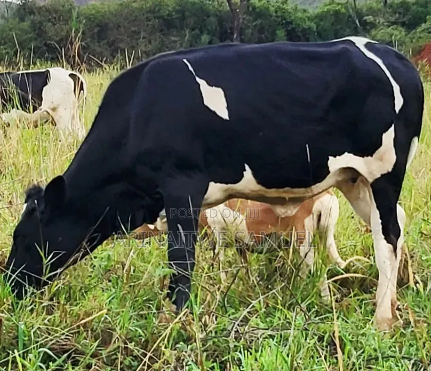Sam's Agro Business