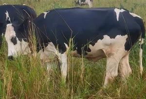 Sam's Agro Business