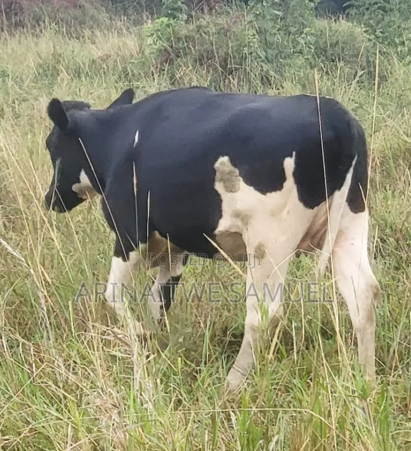 Sam's Agro Business