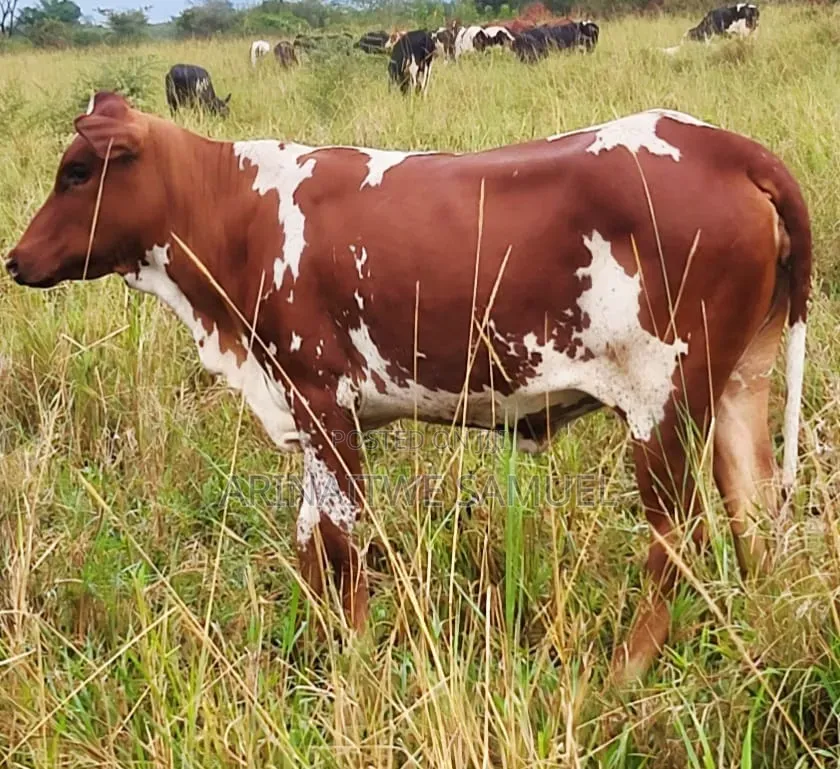 Sam's Agro Business