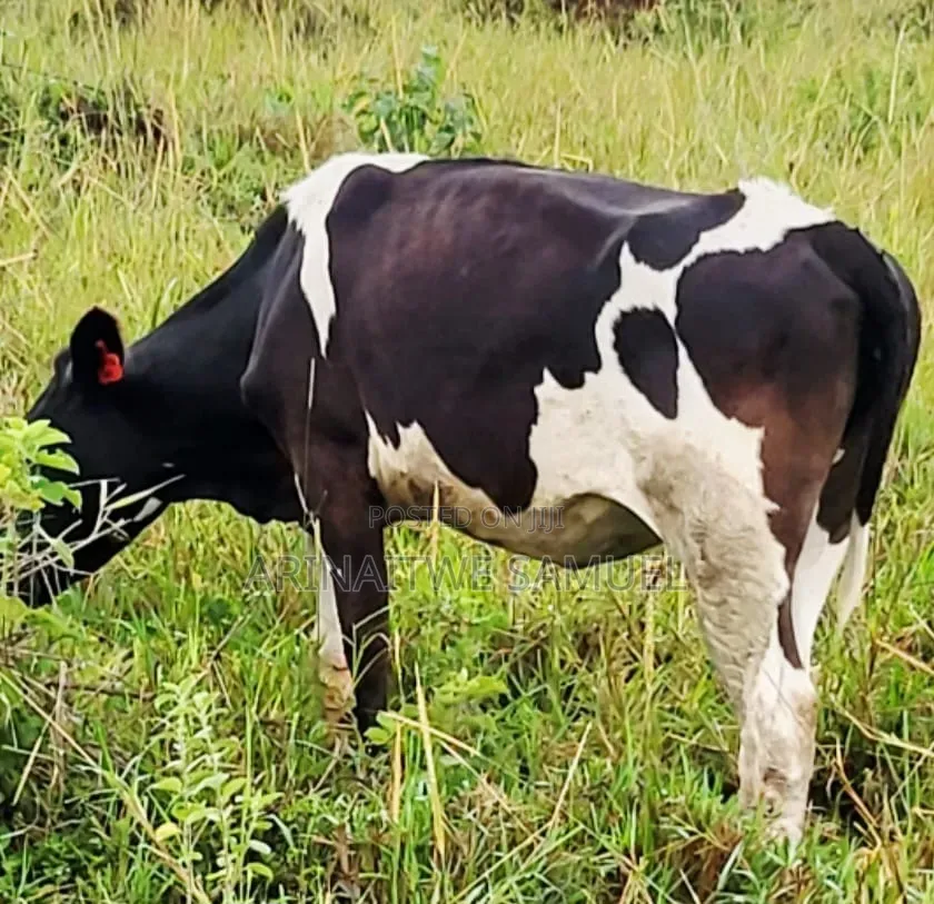 Sam's Agro Business
