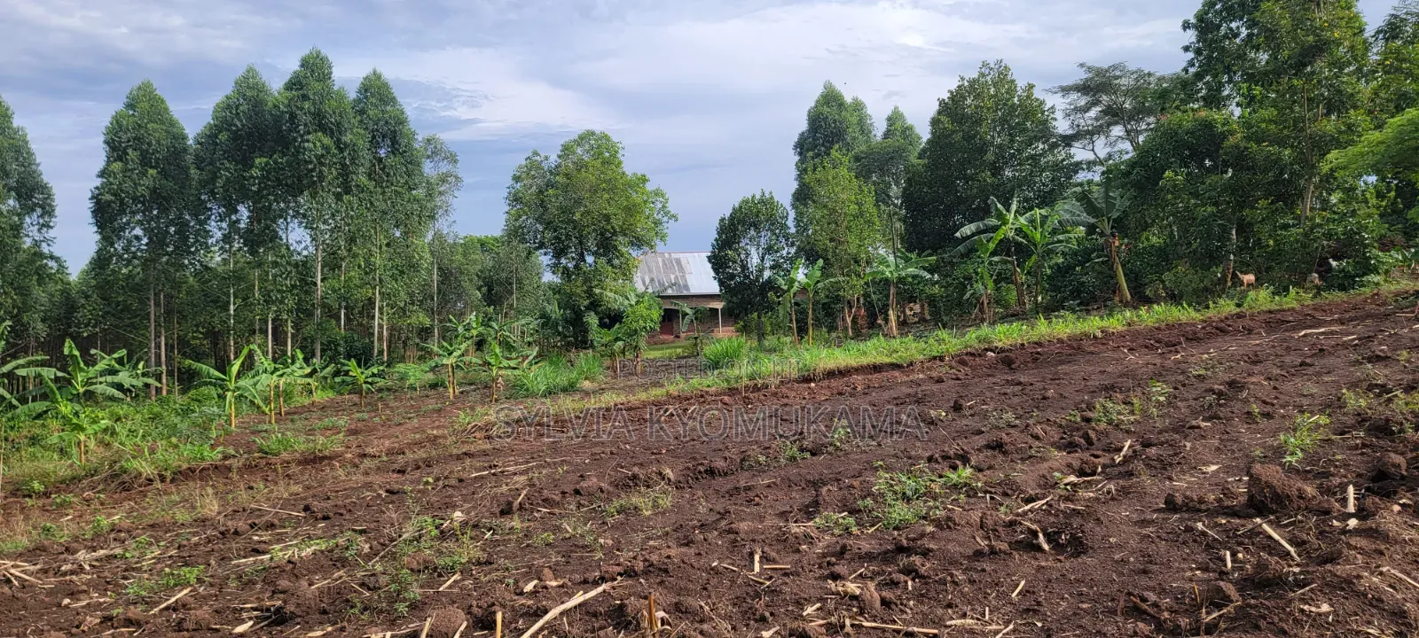 50by100ft PLOTS FOR SALE at 9 M Ugx Only