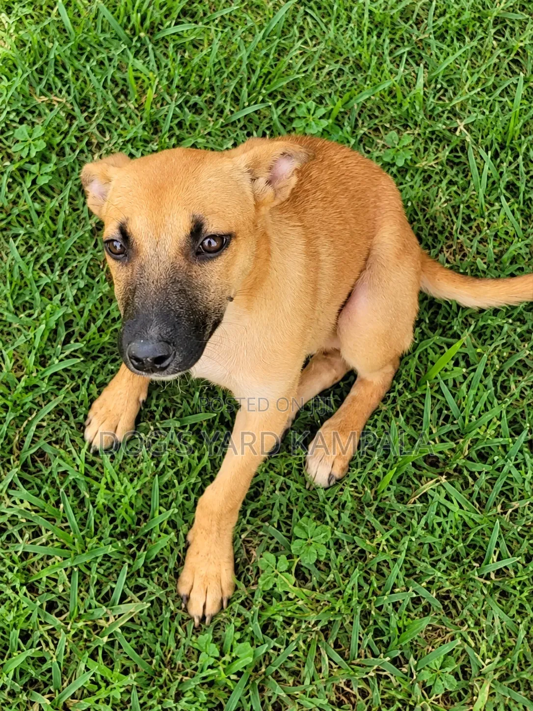 1-3 months Male Mixed Breed Belgian Malinois