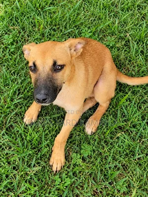 1-3 months Male Mixed Breed Belgian Malinois
