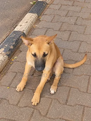 1-3 months Male Mixed Breed Belgian Malinois