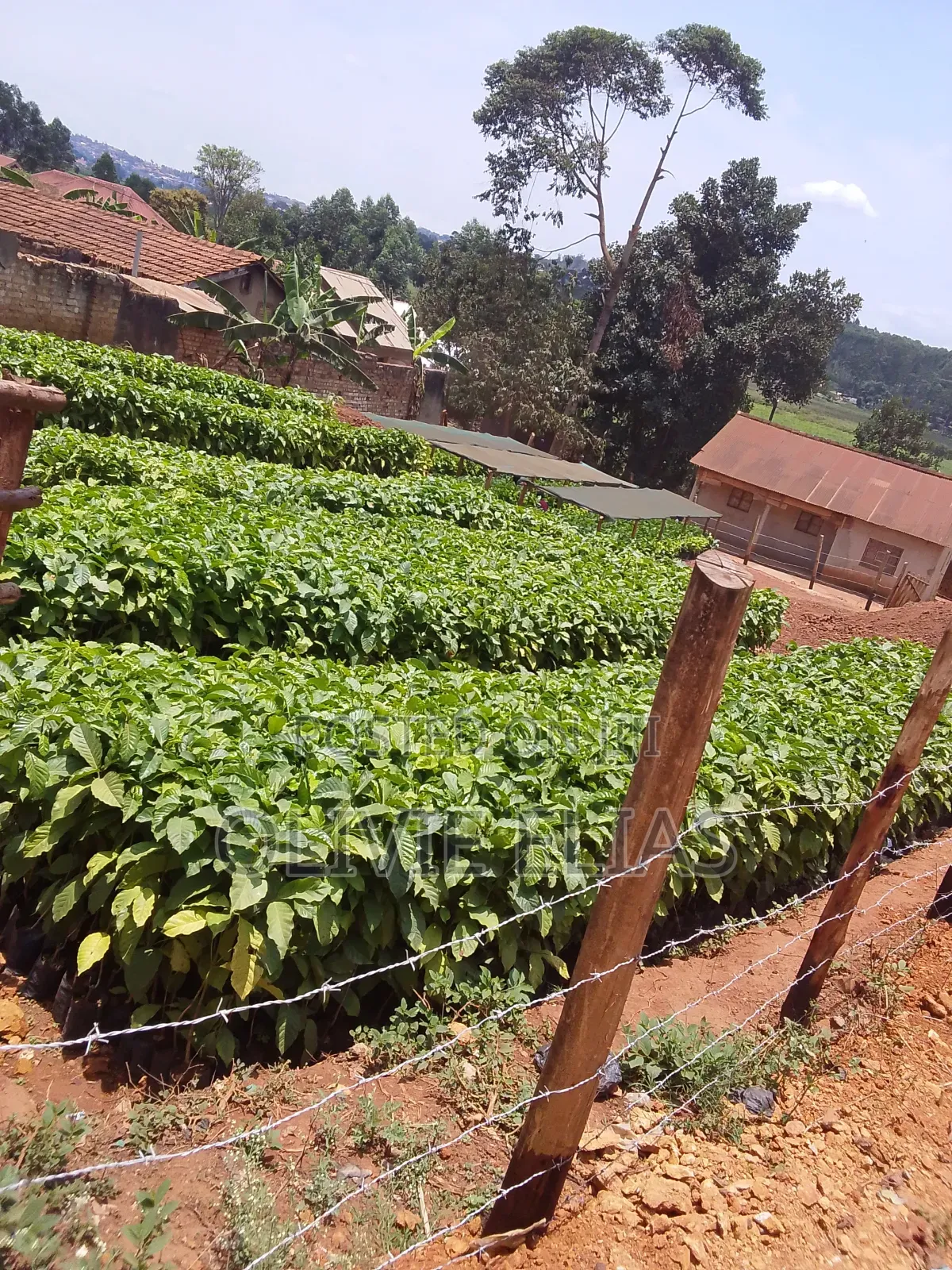 Coffee Seedlings for Sale - - Nyendo Masaka