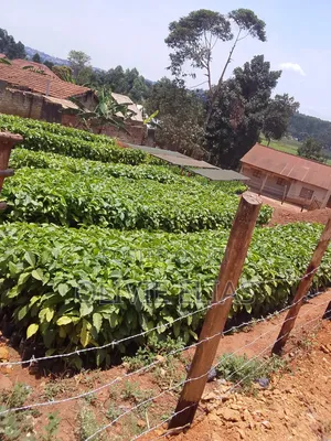 Coffee Seedlings for Sale - - Nyendo Masaka