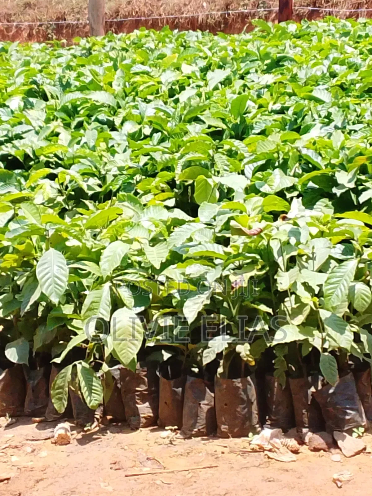 Coffee Seedlings for Sale - - Nyendo Masaka