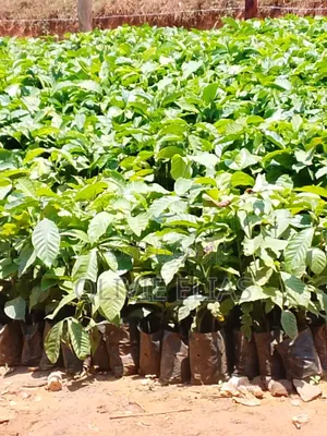 Coffee Seedlings for Sale - - Nyendo Masaka