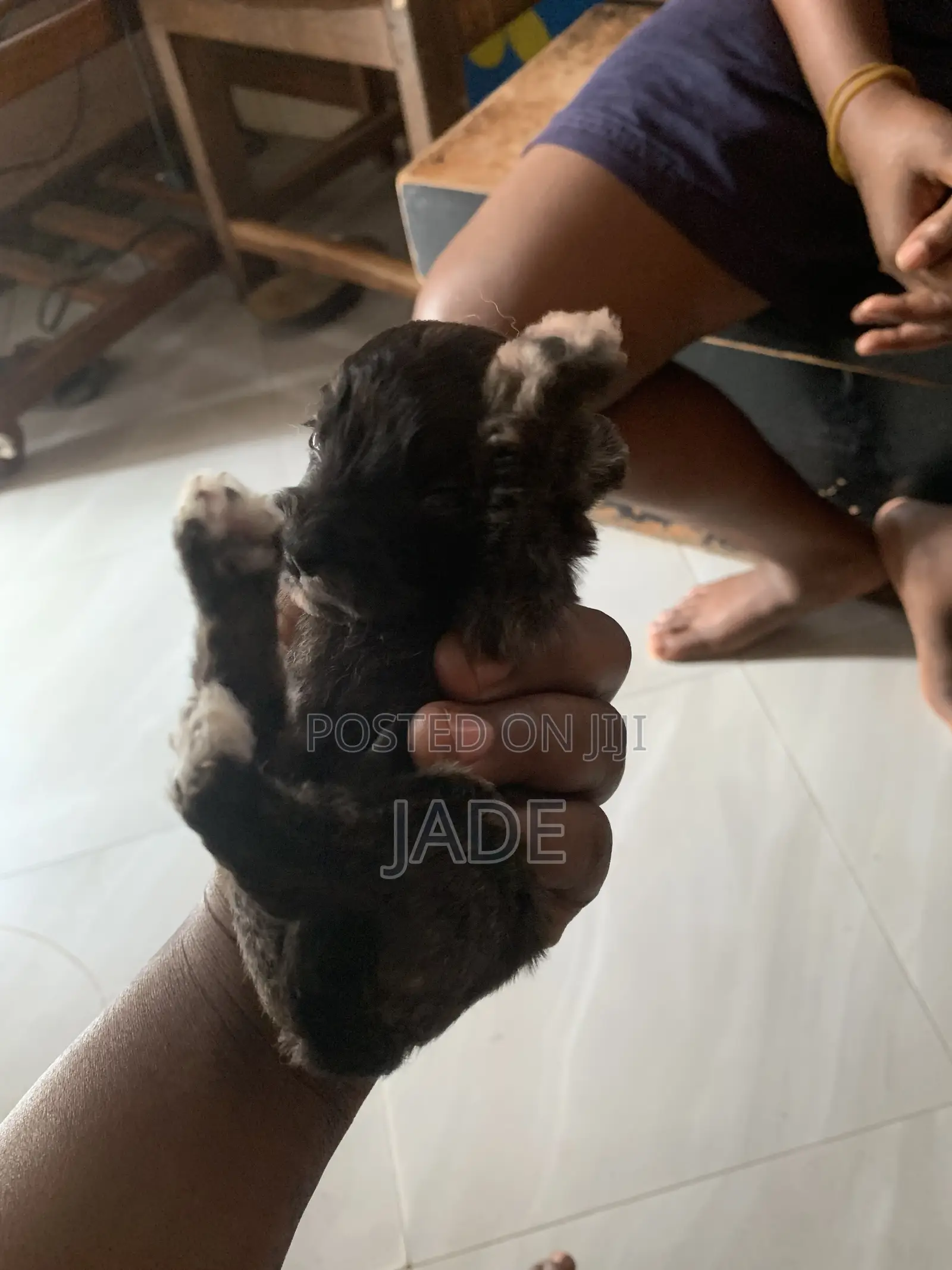0-1 month Male Mixed Breed Maltese