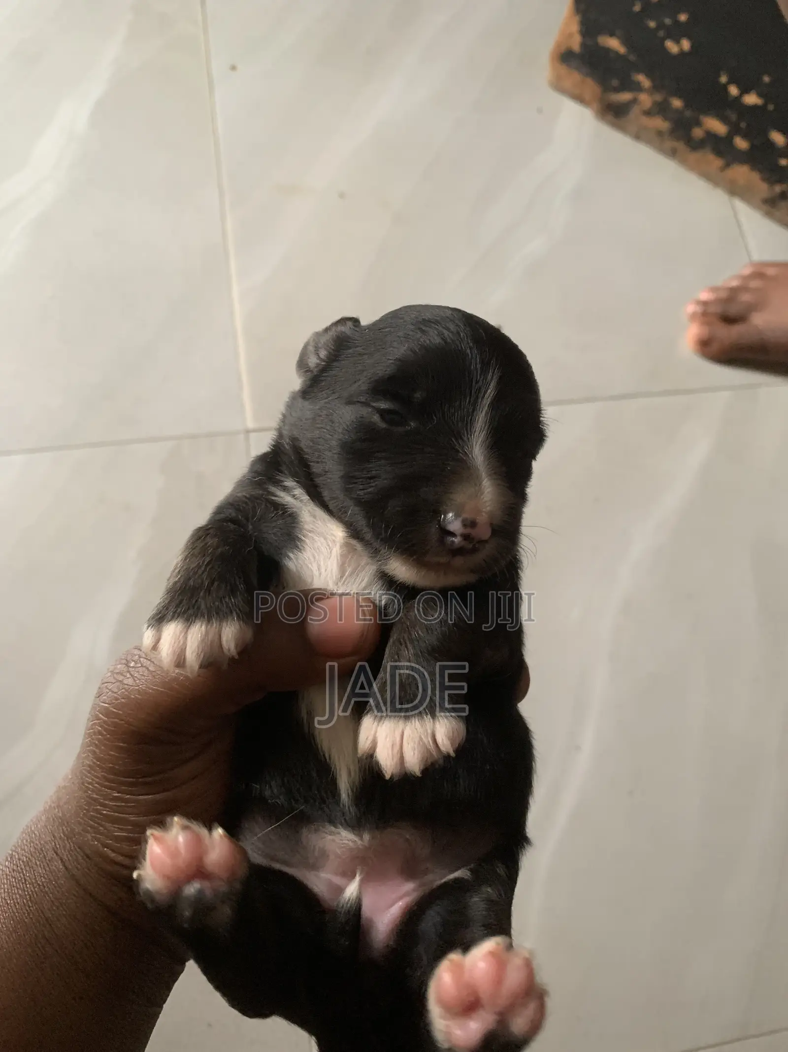 0-1 month Male Mixed Breed Maltese