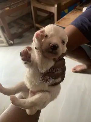 0-1 month Male Mixed Breed Maltese