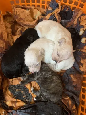 0-1 month Male Mixed Breed Maltese