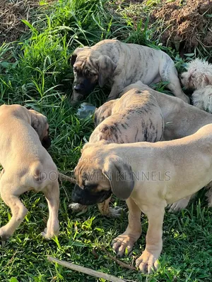 3-6 months Male Purebred Boerboel