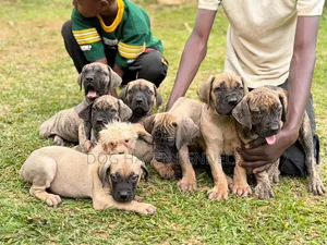 3-6 months Female Purebred Boerboel