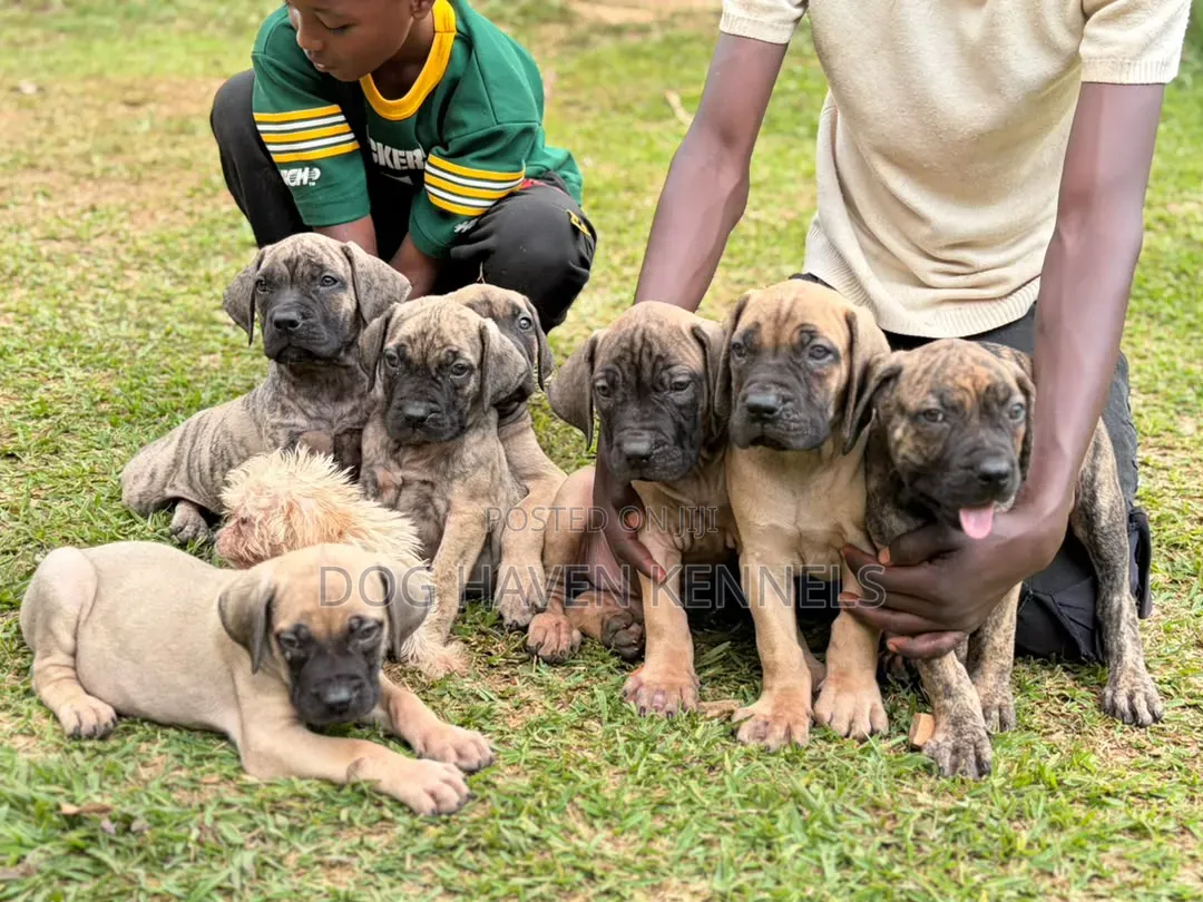 3-6 months Female Purebred Boerboel