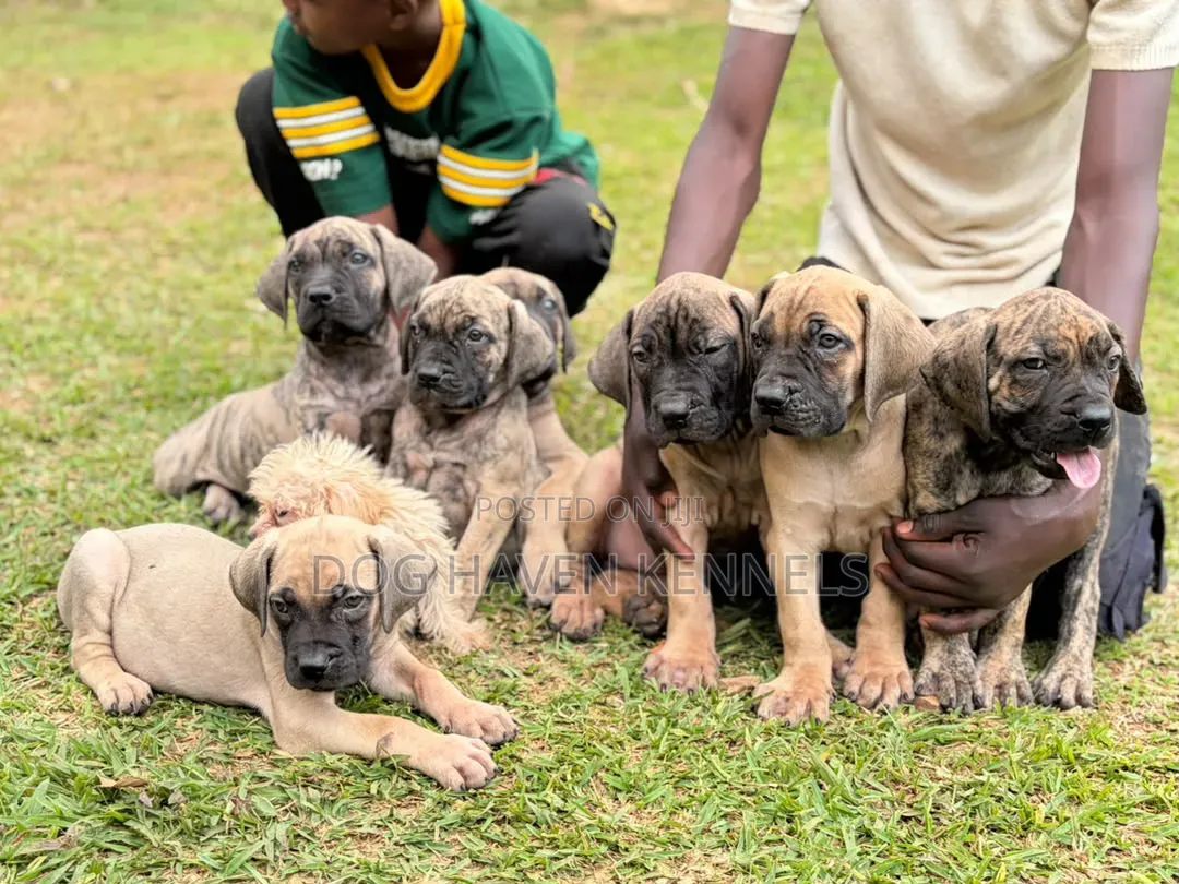 1-3 months Male Purebred Boerboel