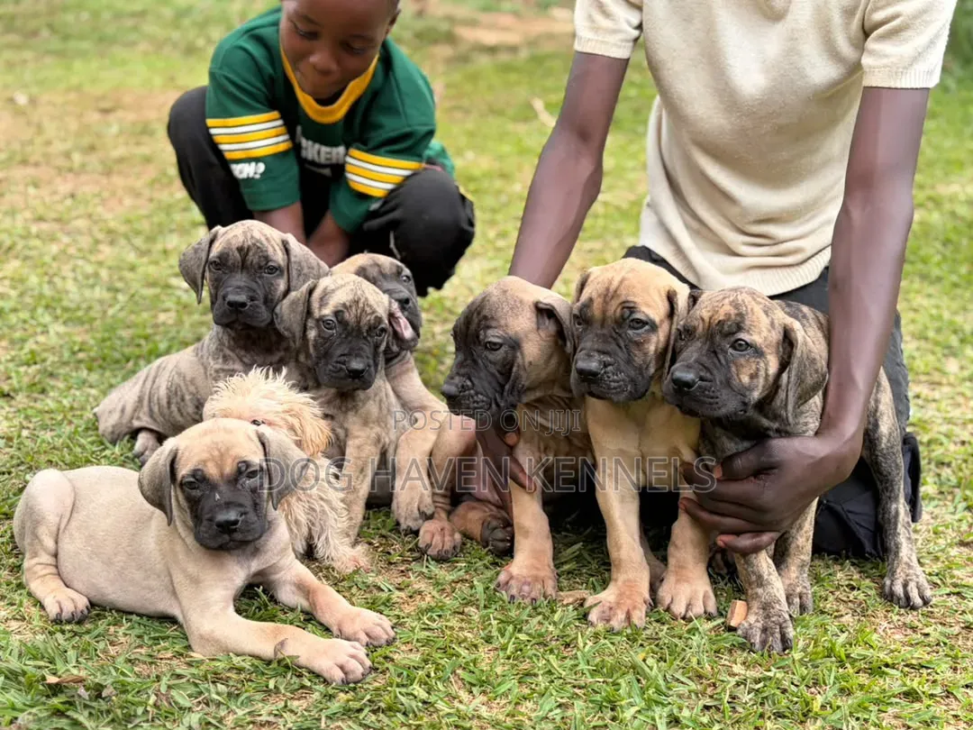 1-3 months Male Purebred Boerboel