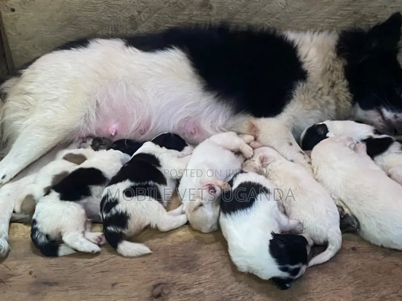 1-3 months Female Purebred Japanese Spitz