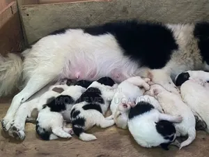 0-1 month Male Purebred Japanese Spitz