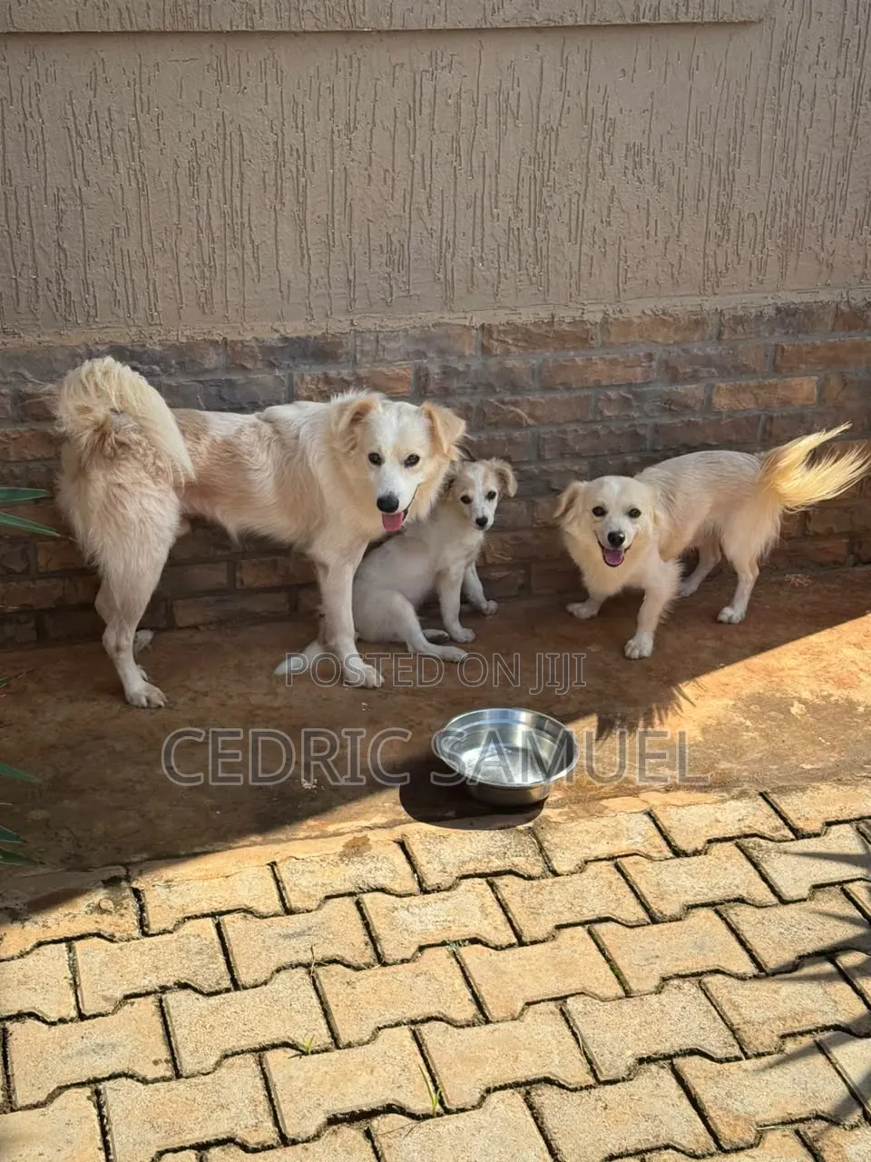 6-12 months Male Purebred Finnish Spitz