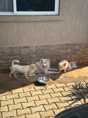 6-12 months Male Purebred Finnish Spitz