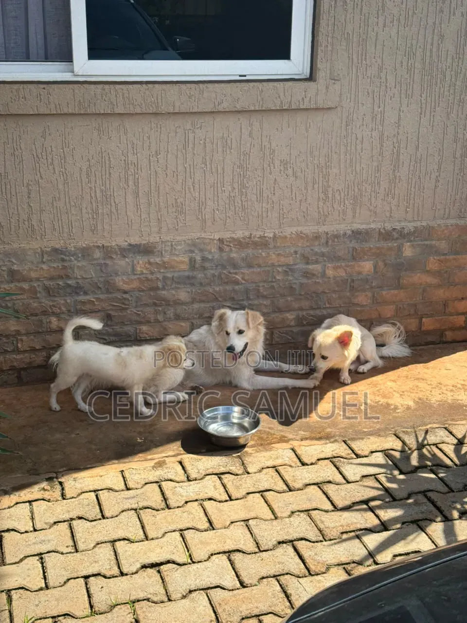 6-12 months Male Purebred Finnish Spitz