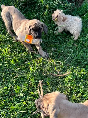 3-6 months Male Purebred Boerboel