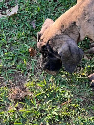 3-6 months Male Purebred Boerboel
