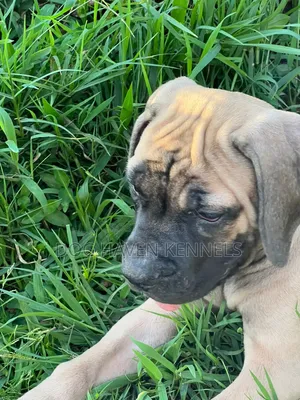 3-6 months Male Purebred Boerboel