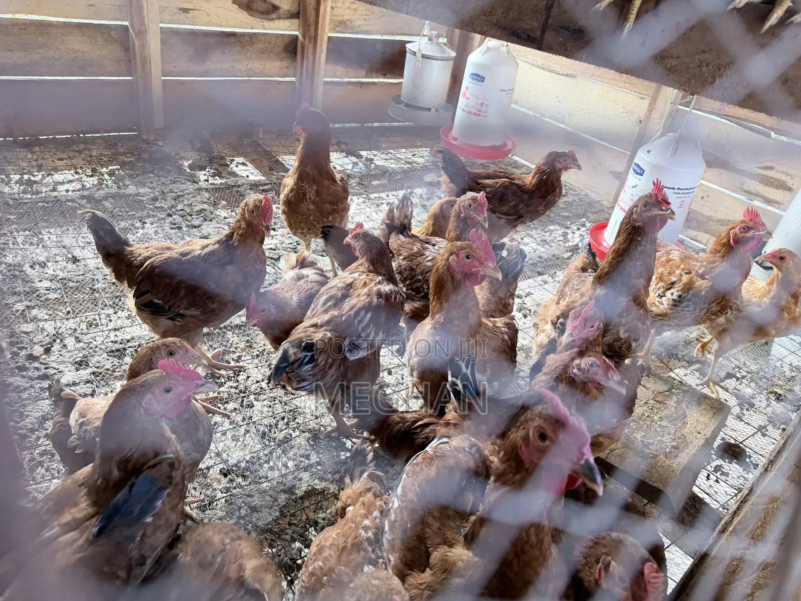 Sasso Chickens Roosters